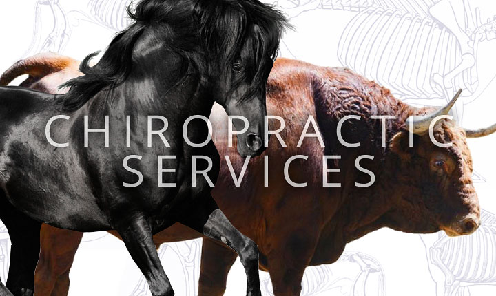 Animal Chiropractor Service in Fox Cities WI